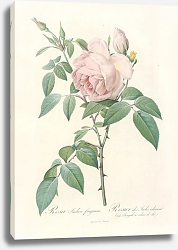 Постер Rosa X Odorata Sweet 'Hume'S Blush Tea Scented China' Постер Rosa X Odorata Sweet 'Hume'S Blush Tea Scented China'