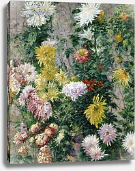 Постер Кайботт Гюстав (Gustave Caillebotte) White and Yellow Chrysanthemums, 1893 Постер Кайботт Гюстав (Gustave Caillebotte) White and Yellow Chrysanthemums, 1893