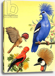 Постер Дэвис Р. (жив, дет) Nature Wonderland: Birds with Crowns, 1970 Постер Дэвис Р. (жив, дет) Nature Wonderland: Birds with Crowns, 1970