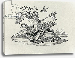 Постер Бевик Томас A Civet with a Cockerel from 'History of Quadrupeds', 1790 Постер Бевик Томас A Civet with a Cockerel from 'History of Quadrupeds', 1790