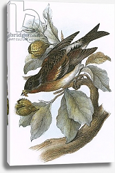Постер Школа: Английская 20в. Brambling Постер Школа: Английская 20в. Brambling