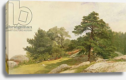 Постер Кенсетт Джон Фредерик Study for Trees on Beverly Coast Постер Кенсетт Джон Фредерик Study for Trees on Beverly Coast