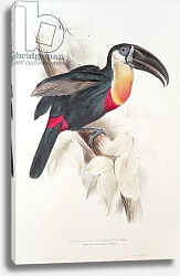 Постер Лир Эдвард Sulphur and white breasted Toucan, 19th century Постер Лир Эдвард Sulphur and white breasted Toucan, 19th century