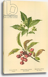 Постер Бут Вильям (последователи, ботаника) Spindle-Tree Flowers and Berries Постер Бут Вильям (последователи, ботаника) Spindle-Tree Flowers and Berries