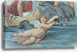 Постер Рафаэль (Raphael Santi) The Triumph of Galatea, 1512-14 5 Постер Рафаэль (Raphael Santi) The Triumph of Galatea, 1512-14 5