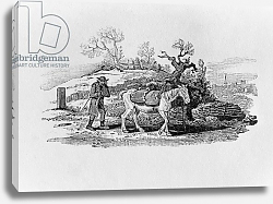 Постер Бевик Томас Geese carried to market from 'History of British Birds and Quadrupeds' Постер Бевик Томас Geese carried to market from 'History of British Birds and Quadrupeds'