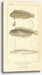 Постер Blennins palmicornis, Clinus pectinifer, Zoarces bennoides Постер Blennins palmicornis, Clinus pectinifer, Zoarces bennoides