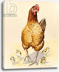 Постер Купер Алисон (бот) George's Hen and her Chicks, 2007 Постер Купер Алисон (бот) George's Hen and her Chicks, 2007