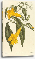 Постер Bignonia Uncata. Hooked-Tendrilled Trumpet-Flower Постер Bignonia Uncata. Hooked-Tendrilled Trumpet-Flower