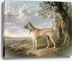 Постер Тауне Чарльз A Terrier on a path in a wooded landscape Постер Тауне Чарльз A Terrier on a path in a wooded landscape