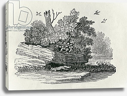 Постер Бевик Томас Fox escaping, from 'The General History of Quadrupeds', published 1790 2 Постер Бевик Томас Fox escaping, from 'The General History of Quadrupeds', published 1790 2