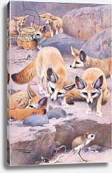 Постер Кунер Вильгельм Fennec and Jerboa, illustration from'Wildlife of the World', c.1910 Постер Кунер Вильгельм Fennec and Jerboa, illustration from'Wildlife of the World', c.1910