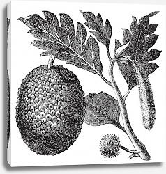 Постер Breadfruit, Artocarpe or Artocarpus altilis old engraving. Постер Breadfruit, Artocarpe or Artocarpus altilis old engraving.