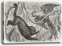 Постер Monkey and a parrot in the jungle. Created by Bocourt and Dupre, published on Merveilles de la Natur Постер Monkey and a parrot in the jungle. Created by Bocourt and Dupre, published on Merveilles de la Natur