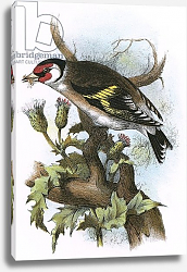 Постер Школа: Английская 20в. Goldfinch 4 Постер Школа: Английская 20в. Goldfinch 4