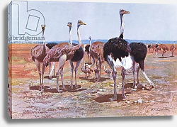 Постер Кунер Вильгельм Somali Ostrich, illustration from'Wildlife of the World', c.1910 Постер Кунер Вильгельм Somali Ostrich, illustration from'Wildlife of the World', c.1910