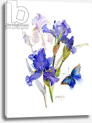 Постер Килинг Джон (совр) Iris with blue butterfly, 2016, Постер Килинг Джон (совр) Iris with blue butterfly, 2016,