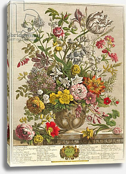 Постер Кастилс Питер May, from 'Twelve Months of Flowers' by Robert Furber engraved by Henry Fletcher Постер Кастилс Питер May, from 'Twelve Months of Flowers' by Robert Furber engraved by Henry Fletcher