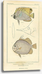 Постер Chaetodon setifer, Ephippus orbis, Head of the Ephippus longirostris Постер Chaetodon setifer, Ephippus orbis, Head of the Ephippus longirostris