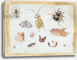Постер Кессель Ян A Study of Butterflies and other Insects Постер Кессель Ян A Study of Butterflies and other Insects
