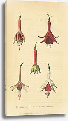 Постер Fuchsia Cordifolia, Seedling Fuchsias Постер Fuchsia Cordifolia, Seedling Fuchsias