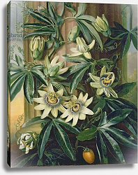 Постер Рейнегл Филип Blue Passion Flower for the 'Temple of Flora' by Robert Thornton, 1800 Постер Рейнегл Филип Blue Passion Flower for the 'Temple of Flora' by Robert Thornton, 1800
