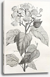 Постер Achiote (Bixa Orellana), the source of natural pigment annattot. Created by Rouyer, after watercolou Постер Achiote (Bixa Orellana), the source of natural pigment annattot. Created by Rouyer, after watercolou