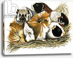 Постер Дэвис Р. (жив, дет) All Sorts of Guinea Pigs, 1972 Постер Дэвис Р. (жив, дет) All Sorts of Guinea Pigs, 1972