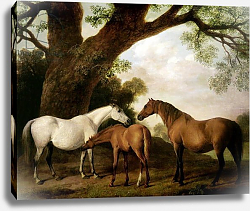 Постер Стаббс Джордж Two Shafto Mares and a Foal, 1774 Постер Стаббс Джордж Two Shafto Mares and a Foal, 1774