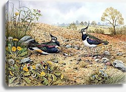 Постер Даннер Карл (совр) Lapwing Family with Goldfinches Постер Даннер Карл (совр) Lapwing Family with Goldfinches