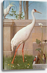 Постер Маркс Генри Indian Crane, Cockatoo, Bullfinch and Thrush Постер Маркс Генри Indian Crane, Cockatoo, Bullfinch and Thrush