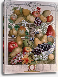 Постер Кастилс Питер November, from 'Twelve Months of Fruits', by Robert Furber engraved by James Smith, 1732 Постер Кастилс Питер November, from 'Twelve Months of Fruits', by Robert Furber engraved by James Smith, 1732