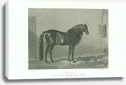 Постер Beauty, One of Her Majestys State Horses Постер Beauty, One of Her Majestys State Horses