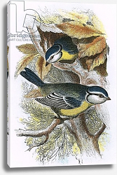 Постер Школа: Английская 20в. Blue Titmouse 2 Постер Школа: Английская 20в. Blue Titmouse 2