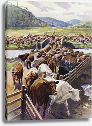 Постер Кэмпбелл Джон Ф. Cattle ranching in the Scottish Highlands Постер Кэмпбелл Джон Ф. Cattle ranching in the Scottish Highlands
