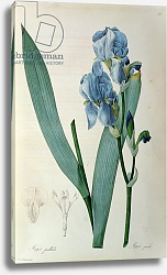 Постер Редюти Пьер Iris Pallida, from `Les Liliacees', 1805 Постер Редюти Пьер Iris Pallida, from `Les Liliacees', 1805