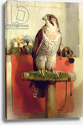 Постер Лэндсир Эдвин Falcon, 1837 Постер Лэндсир Эдвин Falcon, 1837