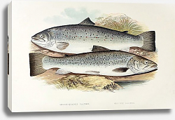 Постер Short-headed salmon, silvery salmon Постер Short-headed salmon, silvery salmon