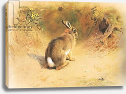 Постер Торнбурн Арчибальд (Бриджман) Rabbit, from Thorburn's Mammals published by Longmans and Co, c. 1920 Постер Торнбурн Арчибальд (Бриджман) Rabbit, from Thorburn's Mammals published by Longmans and Co, c. 1920