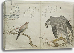 Постер Утамаро Китагава Falcon on the right, a Bull-headed Shrike on the left Постер Утамаро Китагава Falcon on the right, a Bull-headed Shrike on the left
