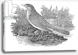 Постер Бевик Томас The Nightingale from the 'History of British Birds' Volume I, pub. 1797 Постер Бевик Томас The Nightingale from the 'History of British Birds' Volume I, pub. 1797