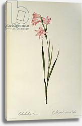 Постер Редюти Пьер Gladiolus Carneus, from `Les Liliacees', 1804 Постер Редюти Пьер Gladiolus Carneus, from `Les Liliacees', 1804