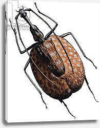 Постер Дэвис Р. (жив, дет) Weevil, of the Beetle Family, 1966 Постер Дэвис Р. (жив, дет) Weevil, of the Beetle Family, 1966