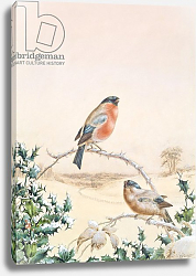 Постер Брайт Анри Winter scene with Chaffinch and Holly Постер Брайт Анри Winter scene with Chaffinch and Holly