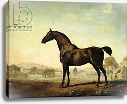 Постер Стаббс Джордж Sweetwilliam', a Bay Racehorse, in a Paddock, 1779 Постер Стаббс Джордж Sweetwilliam', a Bay Racehorse, in a Paddock, 1779