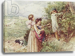 Постер Фостер Майлз Биркет Children picking blackberries, 19th century Постер Фостер Майлз Биркет Children picking blackberries, 19th century