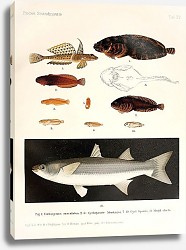 Постер Callionymus maculatus, Cyclogaster Montagui, Cyclogaster liparis, Mugil chelo Постер Callionymus maculatus, Cyclogaster Montagui, Cyclogaster liparis, Mugil chelo