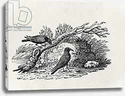 Постер Бевик Томас Crows from the 'History of British Birds' Volume I, pub. 1797 Постер Бевик Томас Crows from the 'History of British Birds' Volume I, pub. 1797