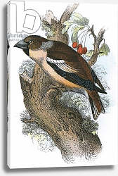 Постер Школа: Английская 20в. Hawfinch Постер Школа: Английская 20в. Hawfinch