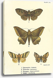 Постер Spiramia recessa, Hulodes caranea, Remigia demonstrans, Zethes insularis Постер Spiramia recessa, Hulodes caranea, Remigia demonstrans, Zethes insularis